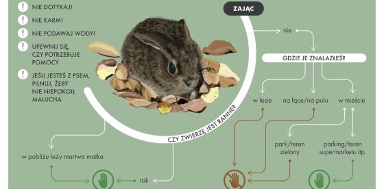 ilustracja: Lasy Państwowe,www.lasy.gov.pl