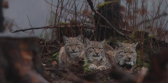 Fot. Marcin Grzegorzek, rysie