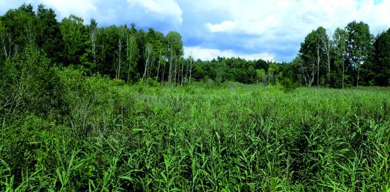 Mokradło stanowiące użytek ekologiczny w oddz. oddz. 587w, 588n Nadleśnictwa Połczyn