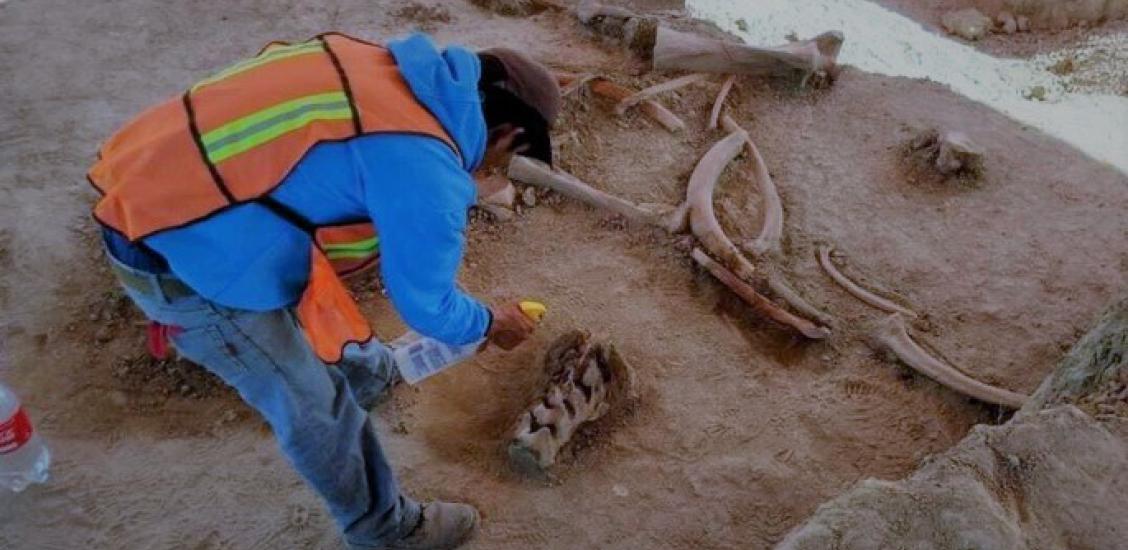 Mamut pod Połczynem