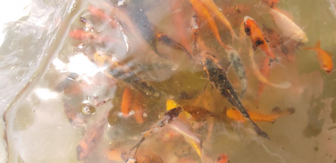 Nowe życie w stawie