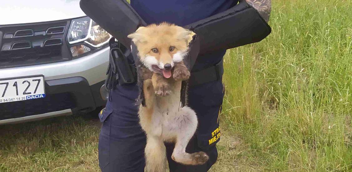 Chodził lis razy kilka…