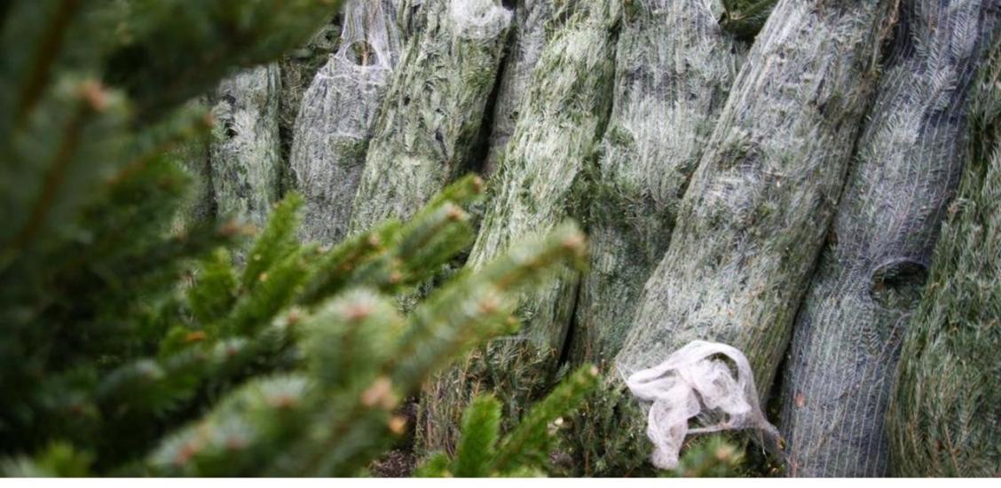 Świerki pakowane w w siatki