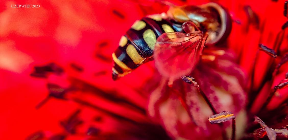 Czerwcowe tapety Szwajcarii Połczyńskiej 