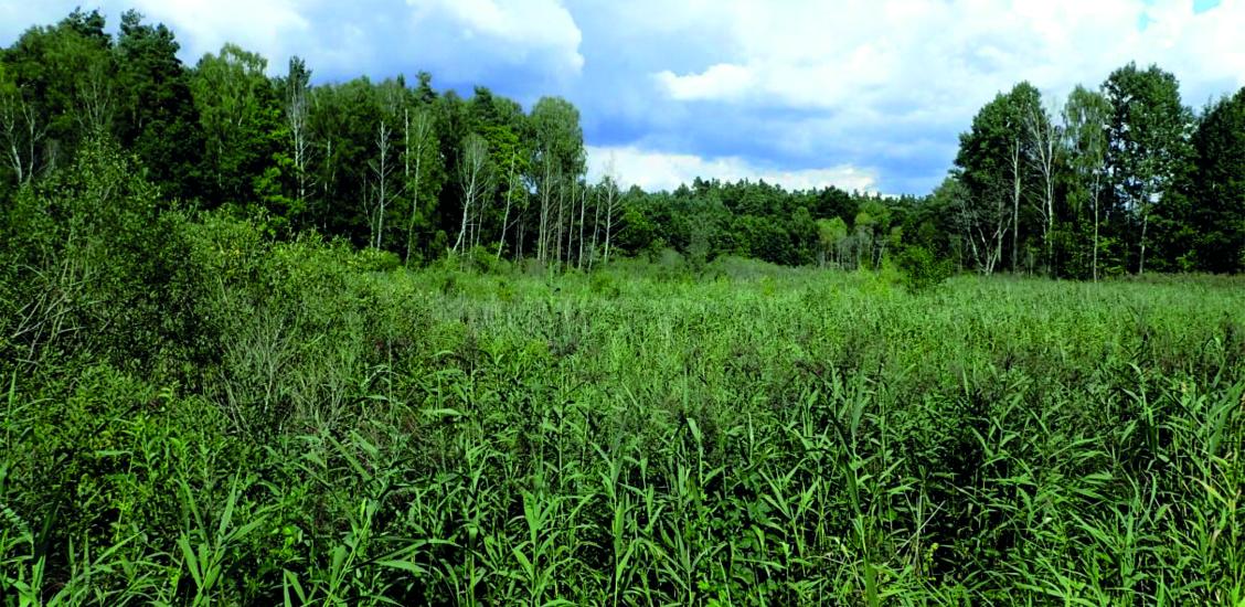 Mokradło stanowiące użytek ekologiczny w oddz. oddz. 587w, 588n Nadleśnictwa Połczyn