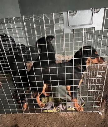  Informacja o odłowieniu psów – Redło